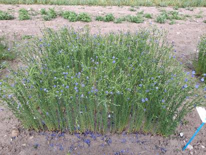 Click for 1 image(s) for this accession.